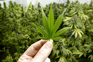 marijuana-leaf-hand