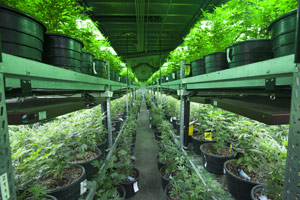 weed-marijuana-greenhouse